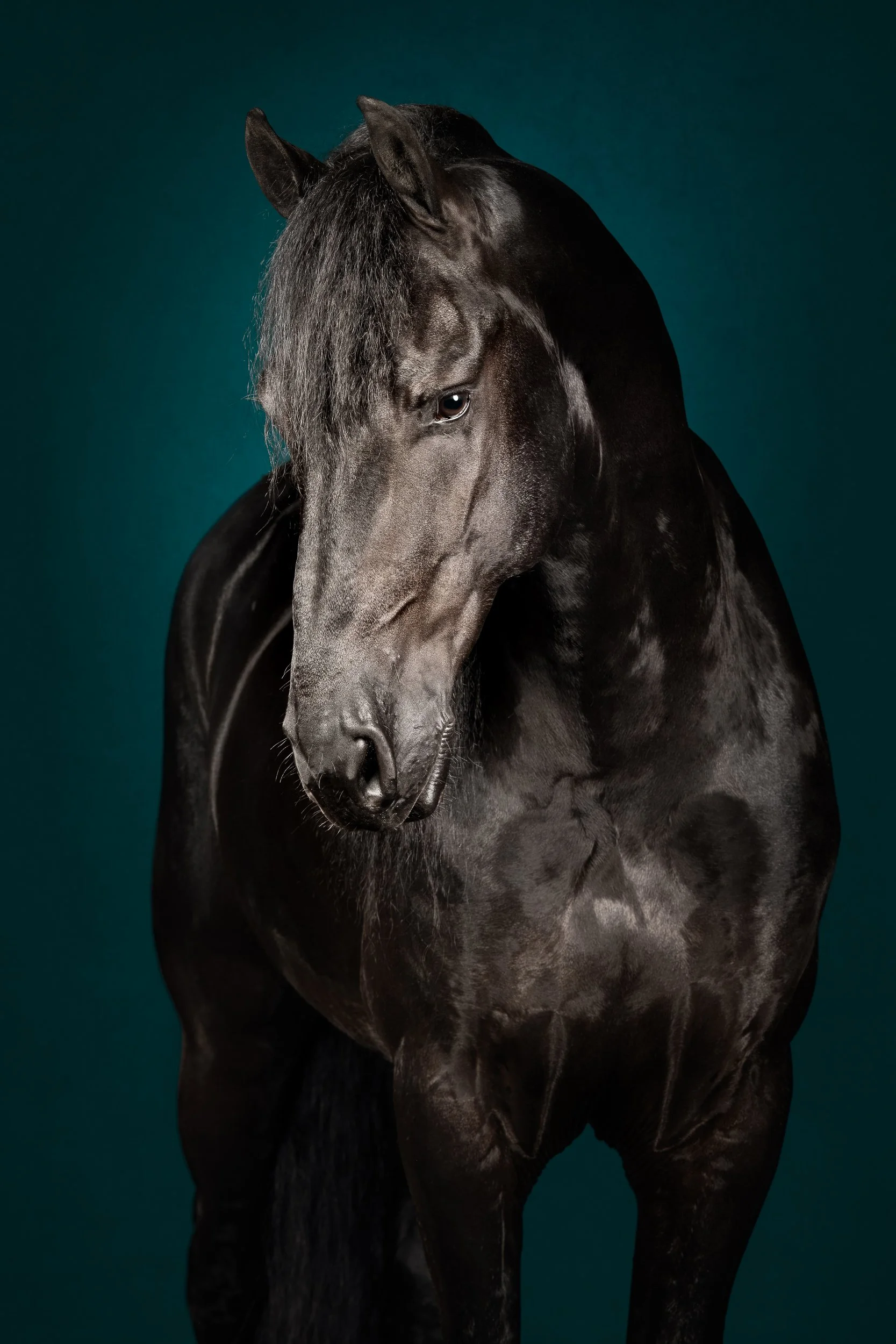 Equilights Fine Art Paardenfotografie Kunst Studio Flitslicht Fries gekleurde achtergrond blauw.jpg