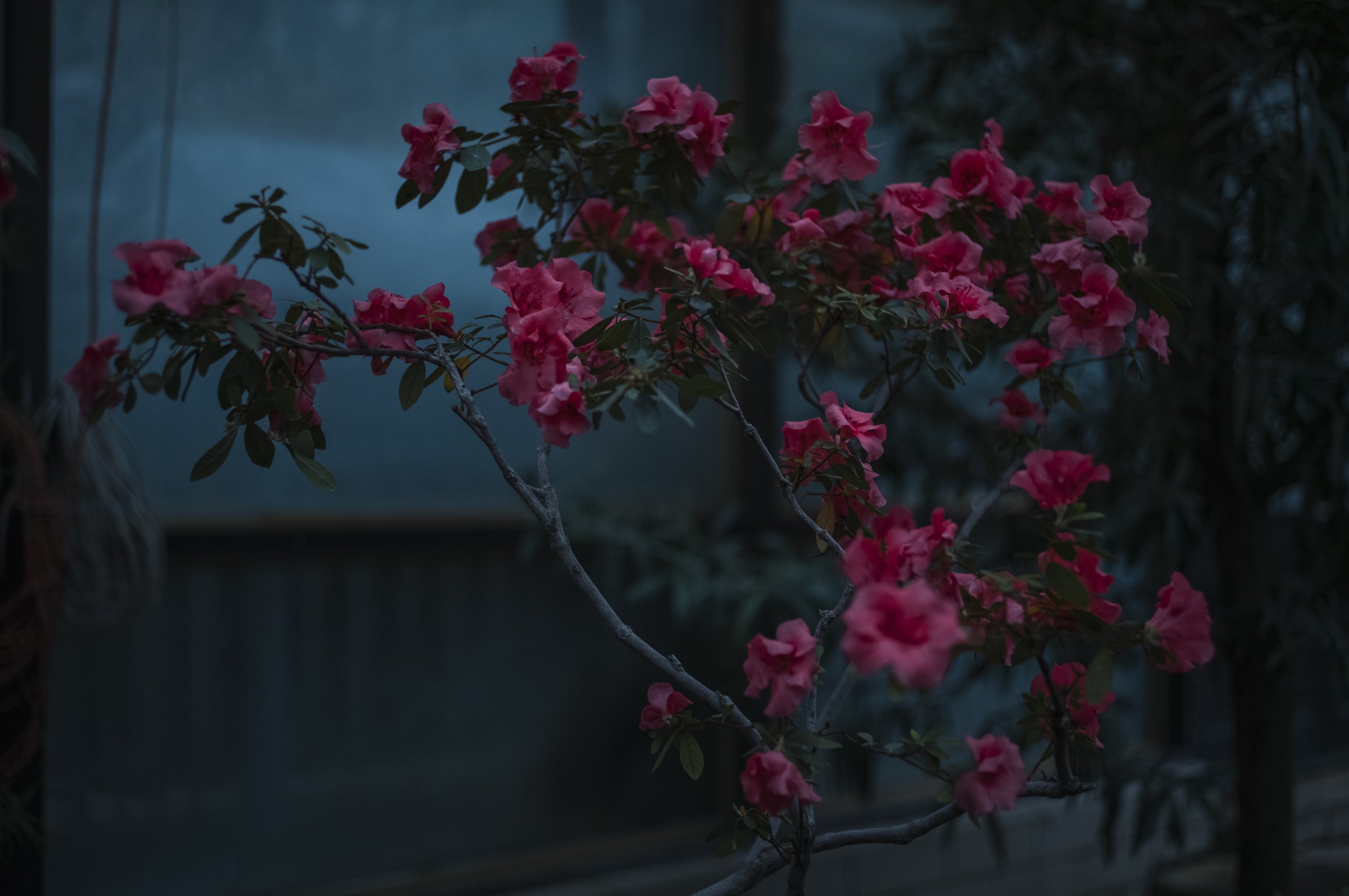 ‘We experienced severe hardships when Russia attacked Kyiv’, Ivannikov says. ‘If we had left, the plants would have perished.’ He remembers times between December and January when the temperature in the main greenhouse plummeted to around three degre