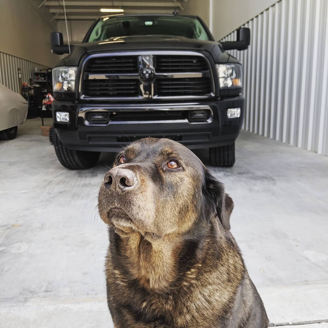 The good boys of Detroit Stillworks. We are lucky to have these guys keeping us company on the road!
.
.
.
#nationaldogday #dogsofinstagram #dogs #whosagoodboy #ram #ramtrucks #detroitstillworks #cummins #familybusiness