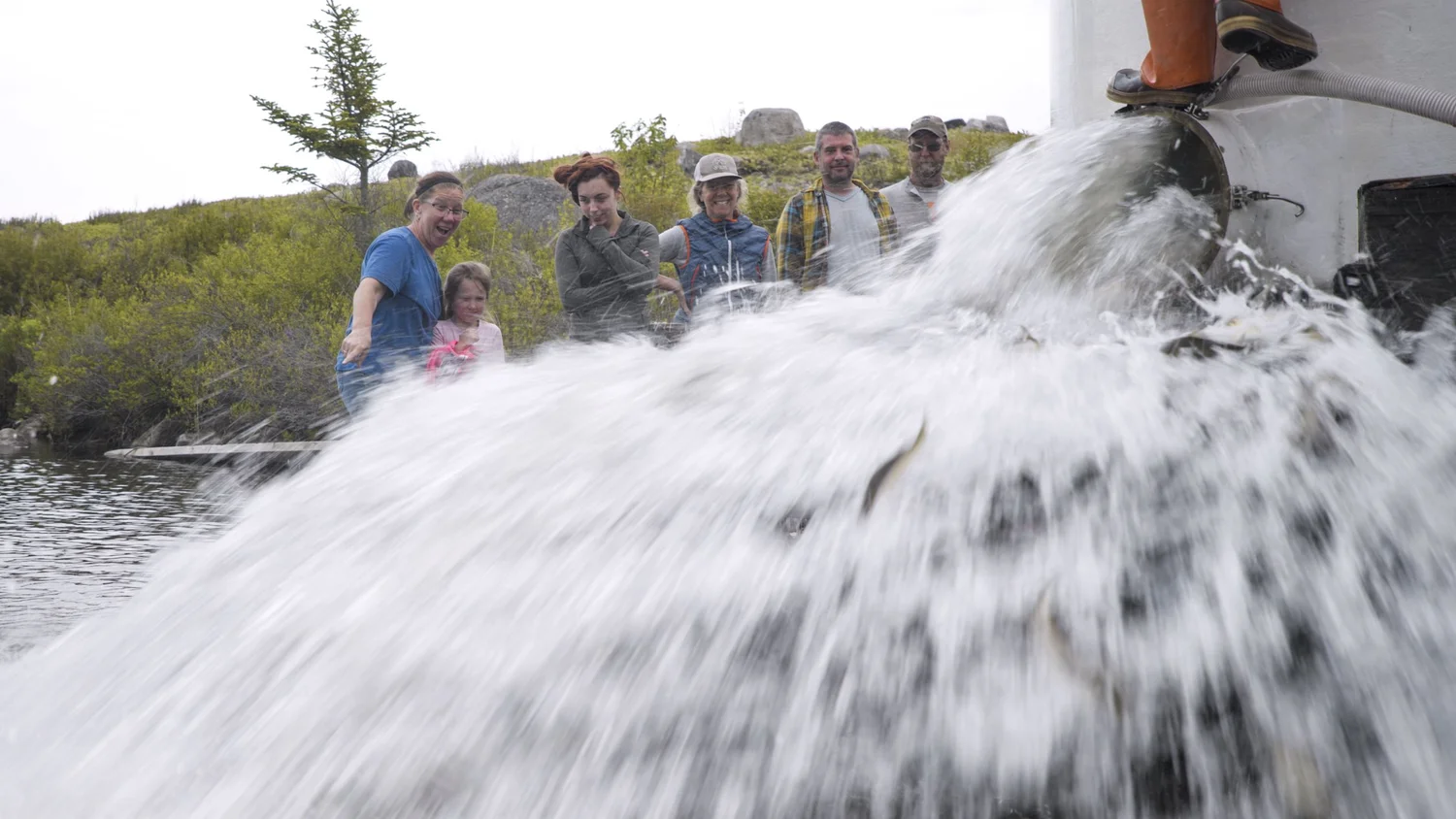 CoManagement — Gulf of Maine River Herring Network