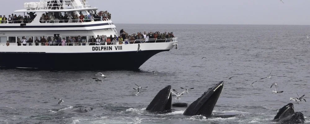 Dolphin Fleet Whale Watches