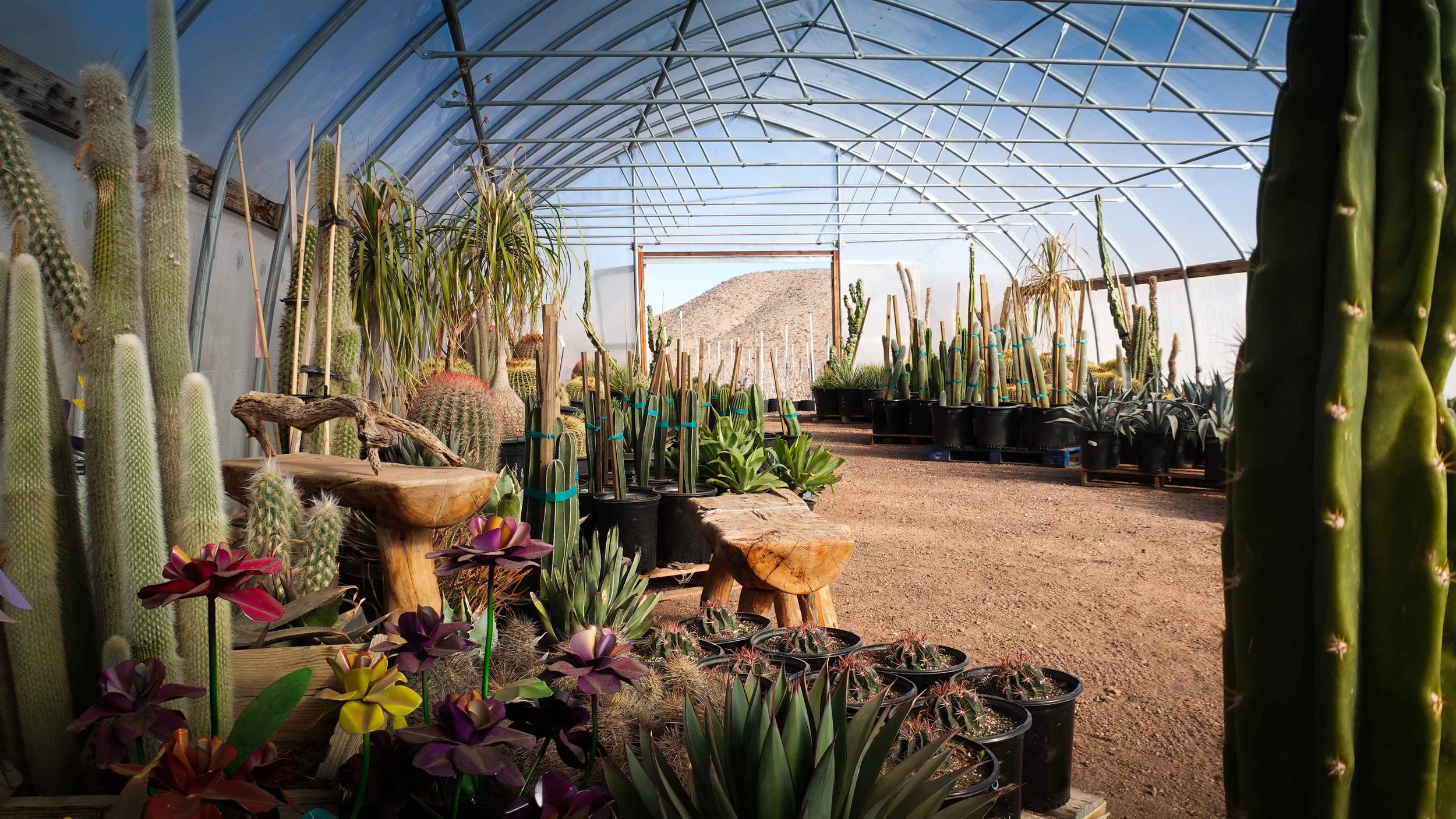 Garden Store & Nursery — Cactus Joe's Desert Garden & Nursery Las Vegas