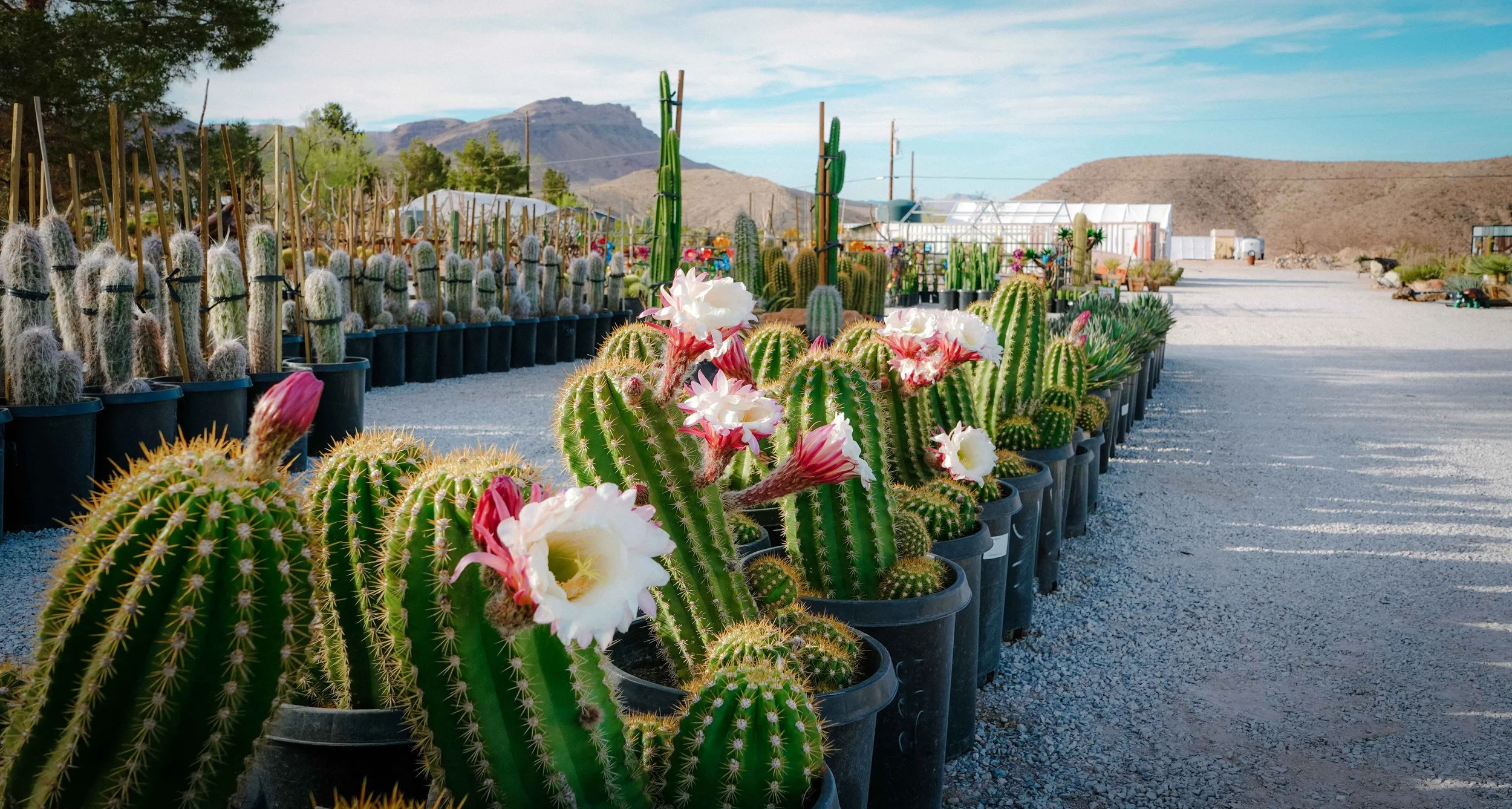 Cactus Joe's Desert Garden & Nursery Las Vegas