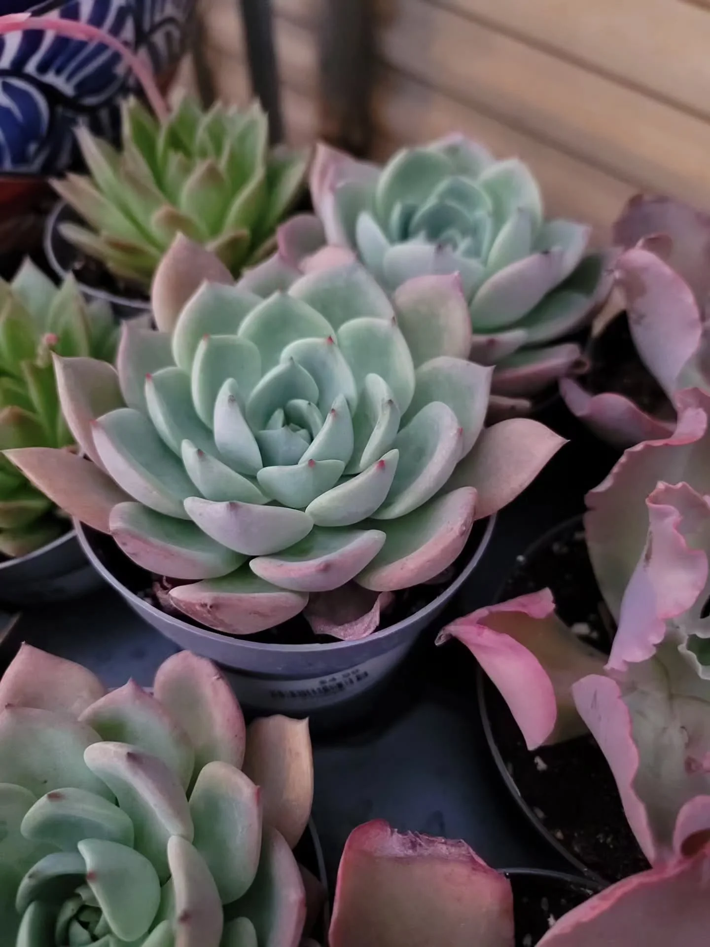 **🌟 SATURDAY IS PACKED WITH COOL EXPERIENCES! 🌟**

This Saturday, March 7th, at Cactus Joe's - wellness, learning, and shopping all in one amazing morning!

WELLNESS MORNING (Every First Saturday!):

🧘&zwj;♀️ 8:00 AM - Outdoor Yoga with Astrid
(12