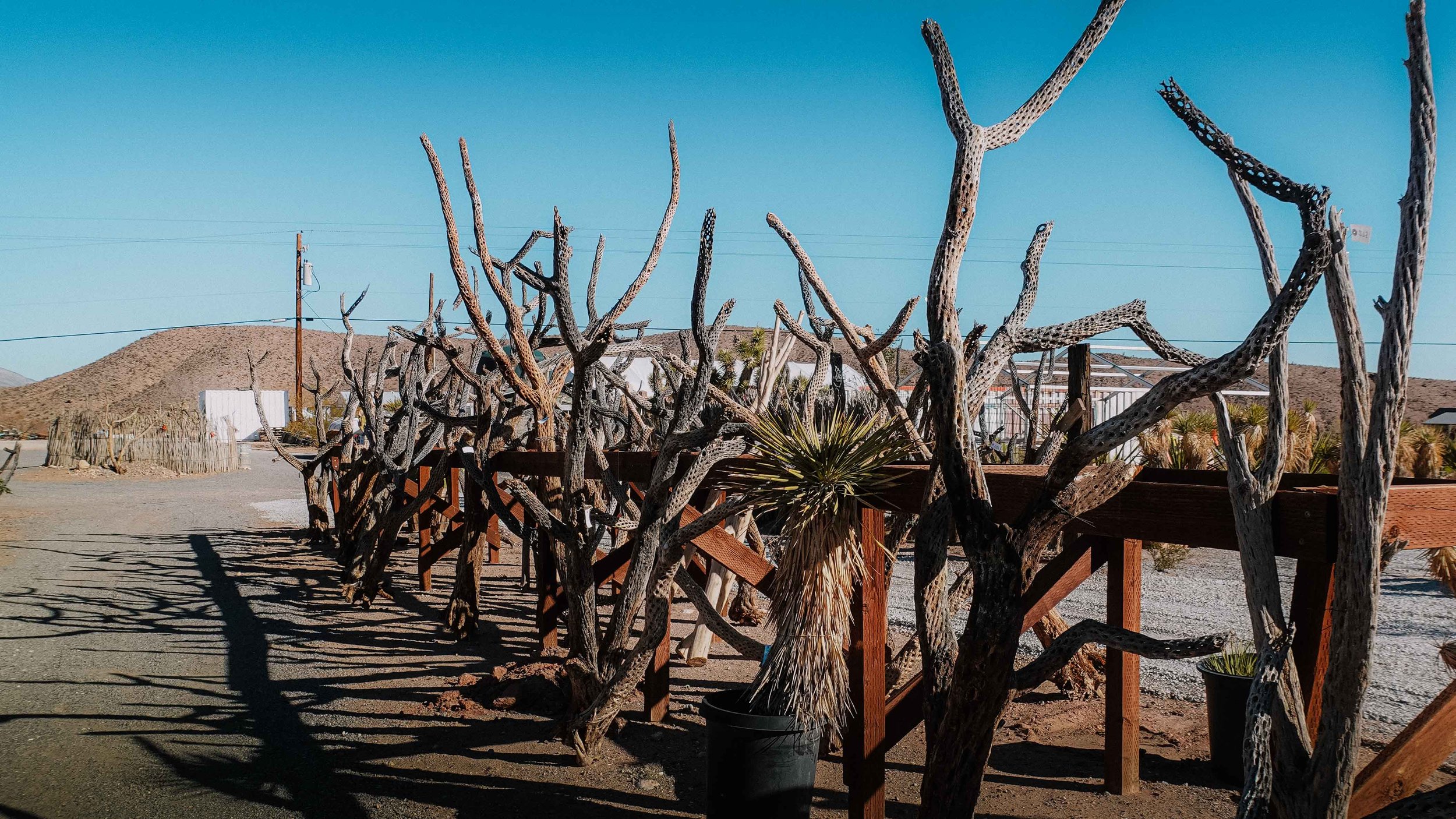 Garden Store & Nursery — Cactus Joe's Desert Garden & Nursery Las Vegas