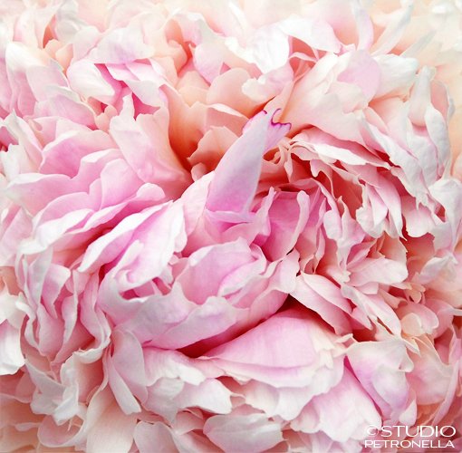 %22peony+petal+profusion%22+©+2014+heather+rhodes+studio+petronella+all+rights+reserved+no+reproduction.jpg
