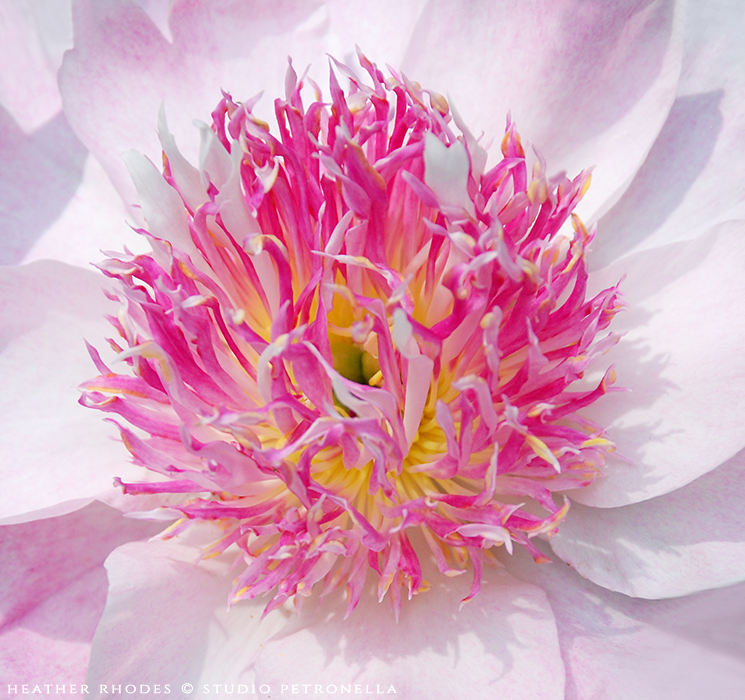 peony+2+summer+2015+©+heather+rhodes+studio+petronella+all+rights+reserved.png