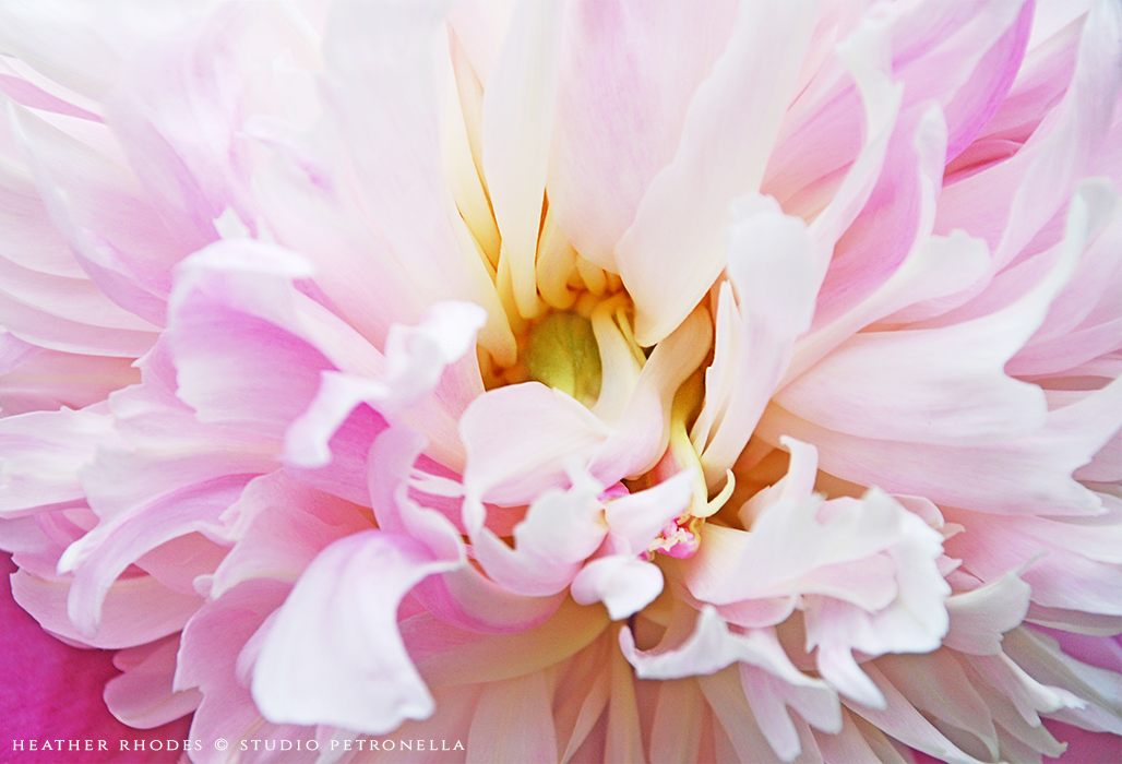 peony+5+2015+summer+©+heather+rhodes+studio+petronella+all+rights+reserved.png