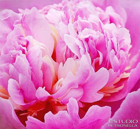 %2522peony%2Bbliss%2522%2B2%2B%C2%A9%2B2014%2Bheather%2Brhodes%2Bstudio%2Bpetronella%2Ball%2Brights%2Breserved.jpg