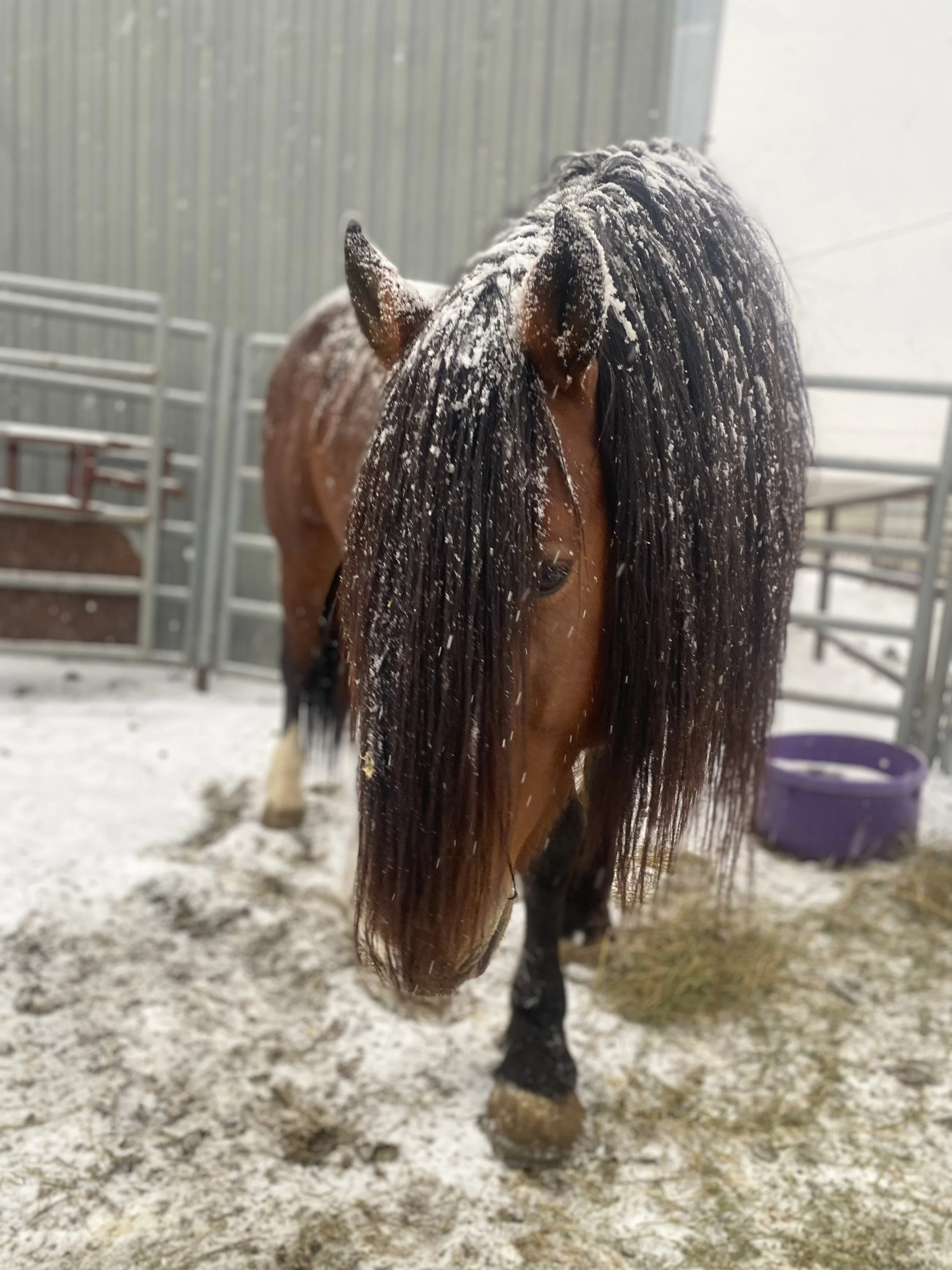 Timber Creek Veterinary Hospital