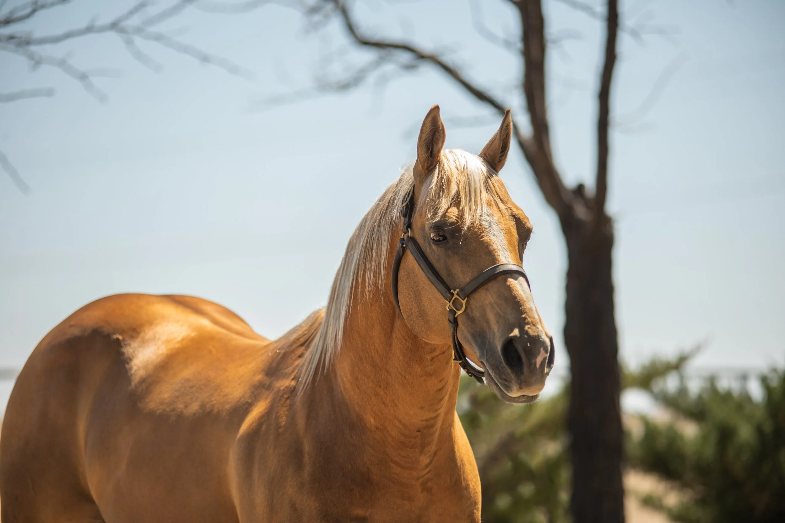 Tru Dat — Timber Creek Veterinary Hospital