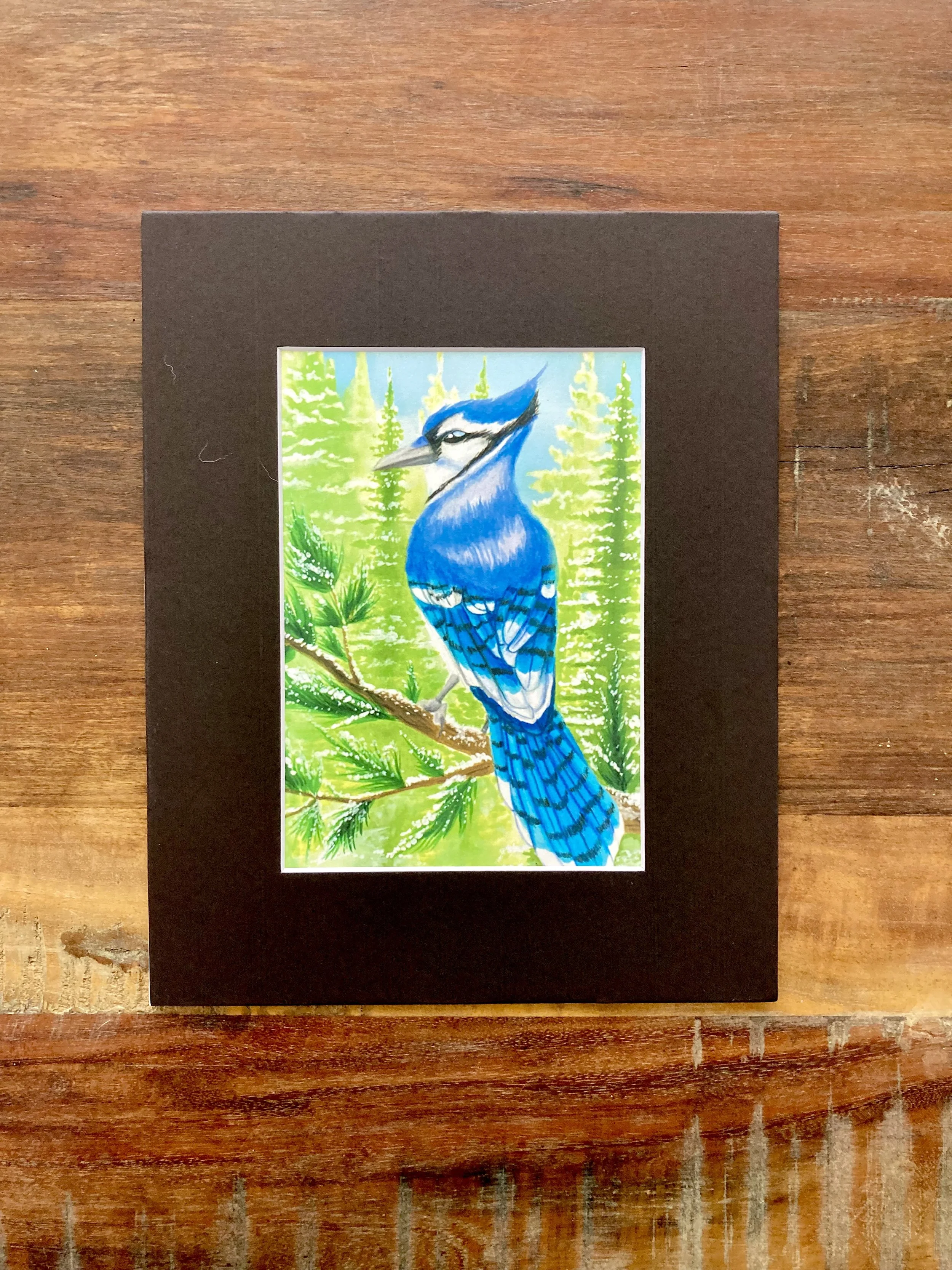 Blue Jay on a Sunny Winter Day (blk)