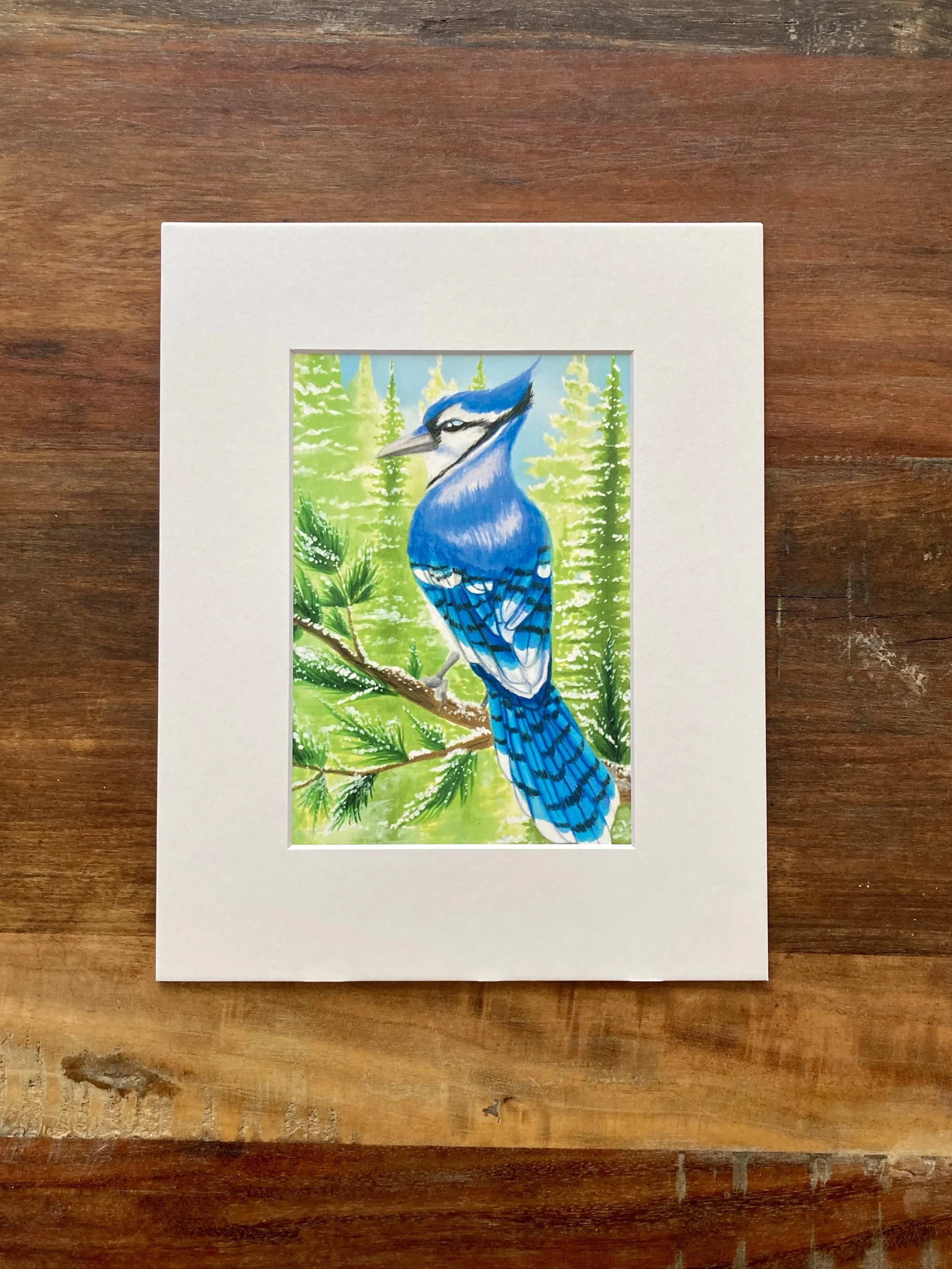 Blue Jay on a Sunny Winter Day