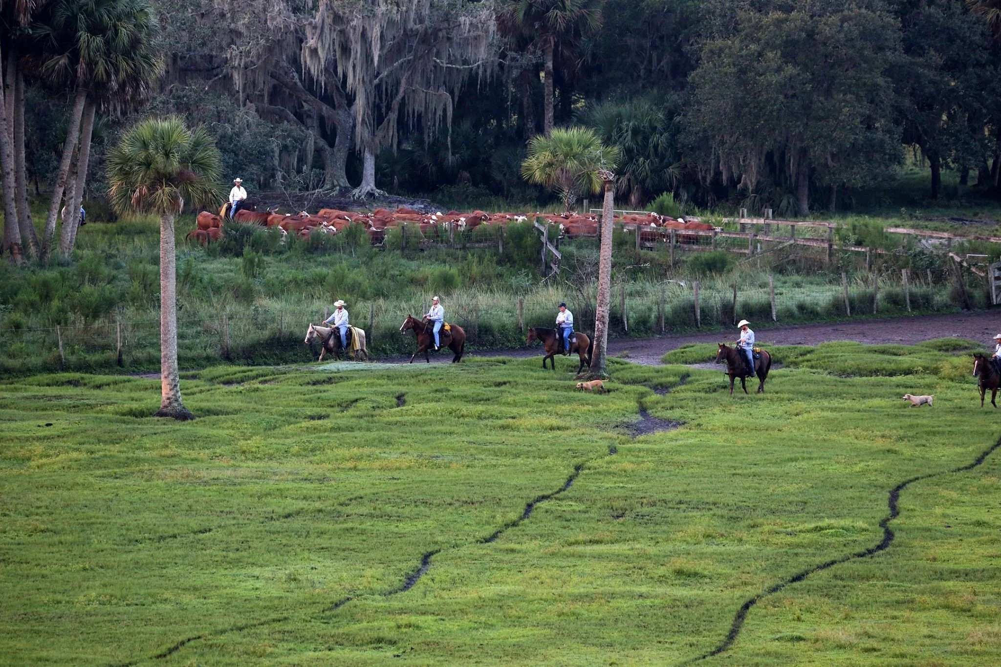 Adams Ranch All Natural Beef Nationally Recognized SeedStock