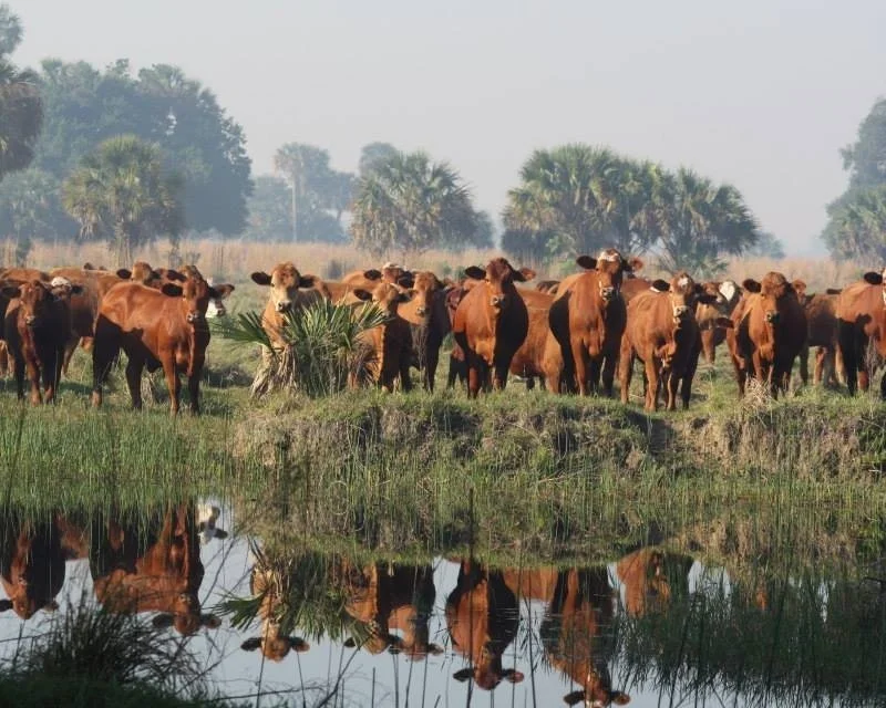 Adams Ranch | All Natural Beef | Nationally Recognized Seed-Stock