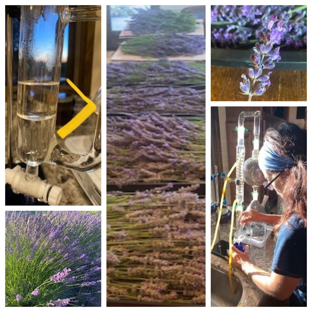 It&rsquo;s Lavender time and I am excited to announce our first of hopefully many lavender classes - Lavender 101!

Cost: Classes are $30 per person which includes your own Lavadin Room/Linen Spray to take home as well as a few other lavender goodies