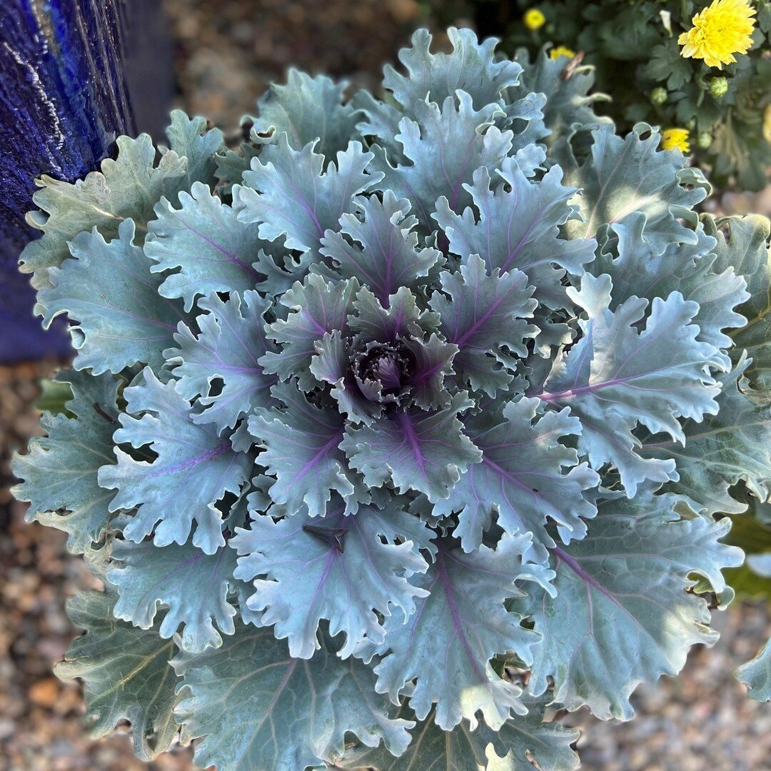Oh KALE yeah!

Blue Rouge is open today from 10 a.m. to 6 p.m. and tomorrow from 10 a.m. to 4 p.m.

#ohkaleyeah #kale #bluerougegardenandnursery #plantsmakemehappy