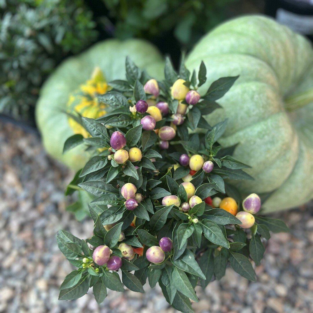 The Cubana Muli Red Pepper is a fun, spicy, plant to add to your pots or garden this fall 🌶 We have some here at the Blue Rouge!

Don't forget - we have exotic pumpkins ready for your front porch!

We are open this weekend - Friday from 10 a.m. to 6