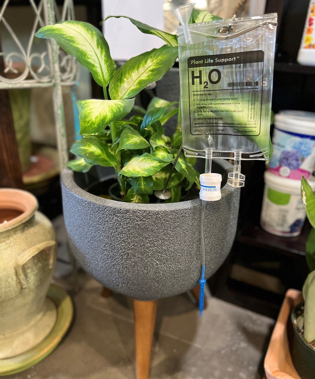 &quot;Don't leave your plants in the murderous hands of a friend or relative whilst you're away on that dream trip.&quot; This is a perfect gift for your black thumb friend 👍🏿

#plantlifesupport #alifelineforyourplant #bluerougegardenandnursery 

2