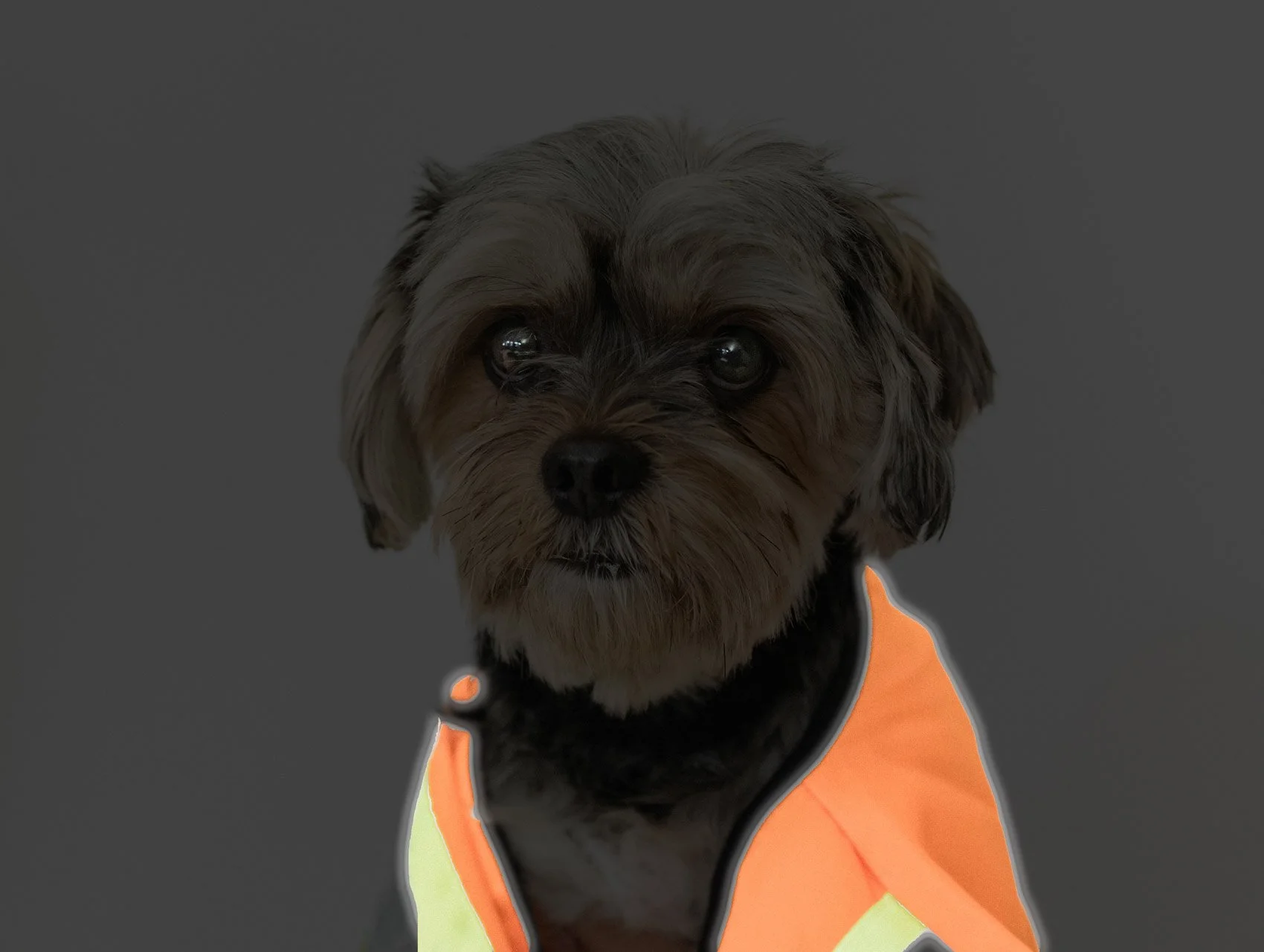 a dog in a high visibility vest highlights how helpful hivis vests are in low light conditions