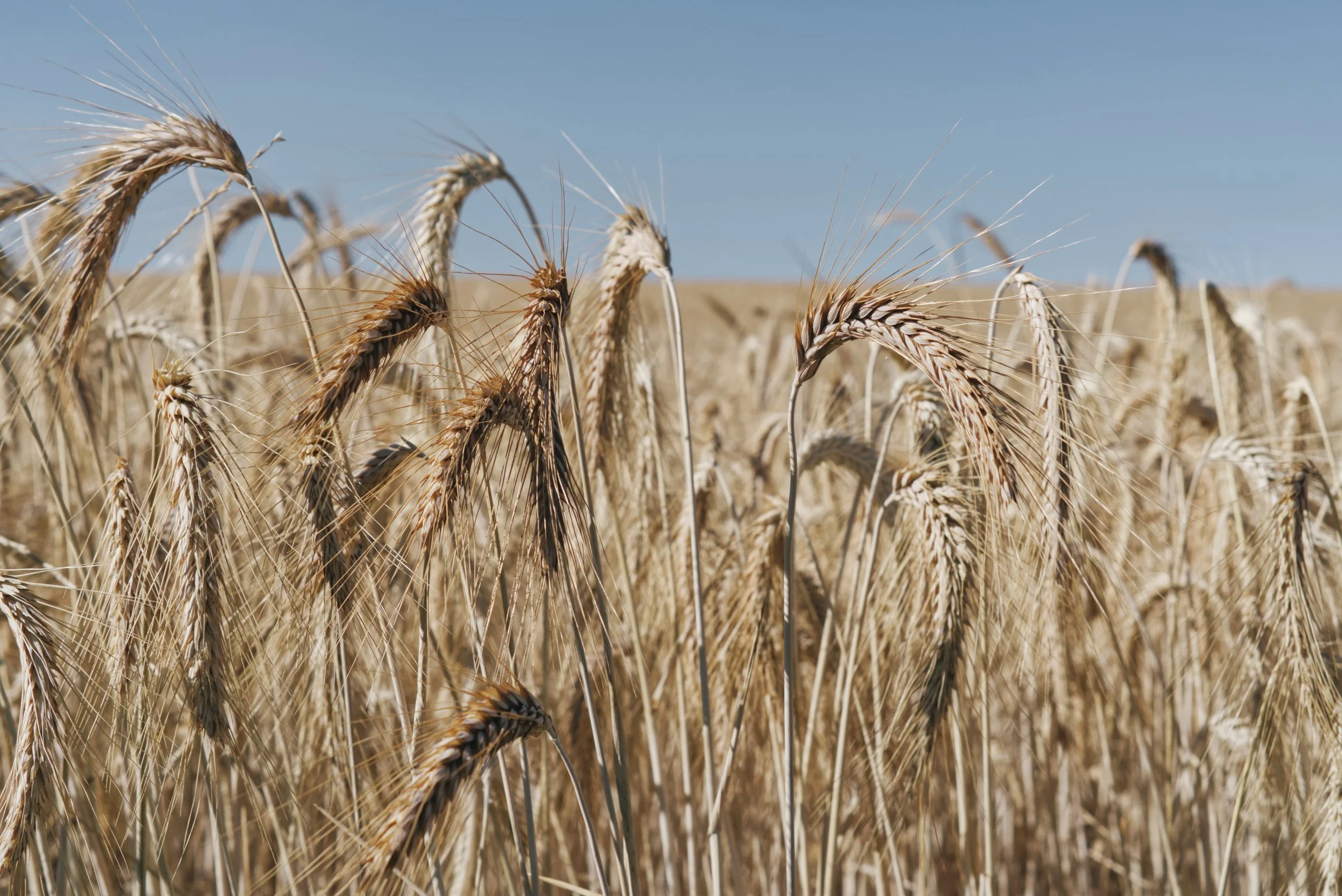 Triticale grain in the field before harvest