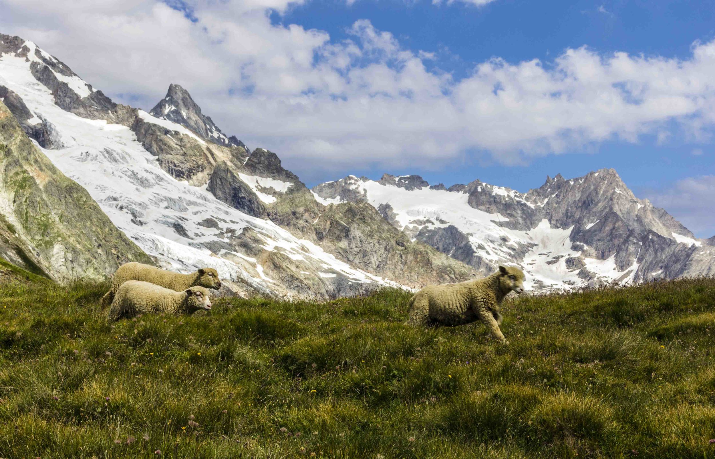 Mountain Sheep