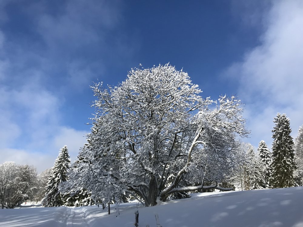 Gorgeous Blue Sky with Amazing Snowy Tree