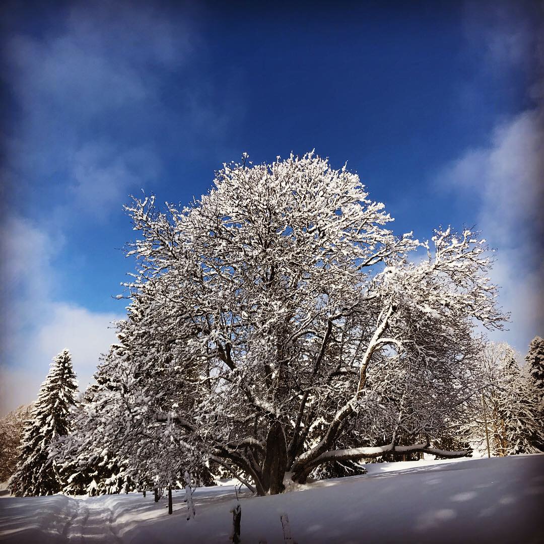 Snow Shoe || Les Pres d'Orvin Loop || Switzerland