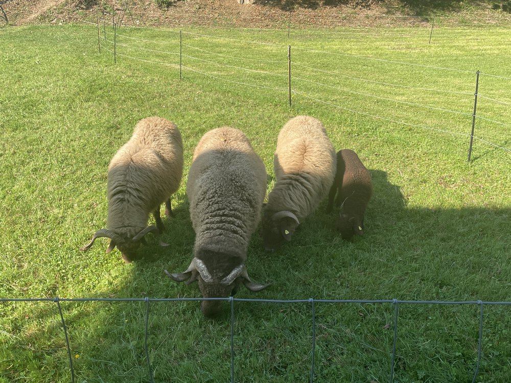 Sheep at the Augusta Raurica Animal Park