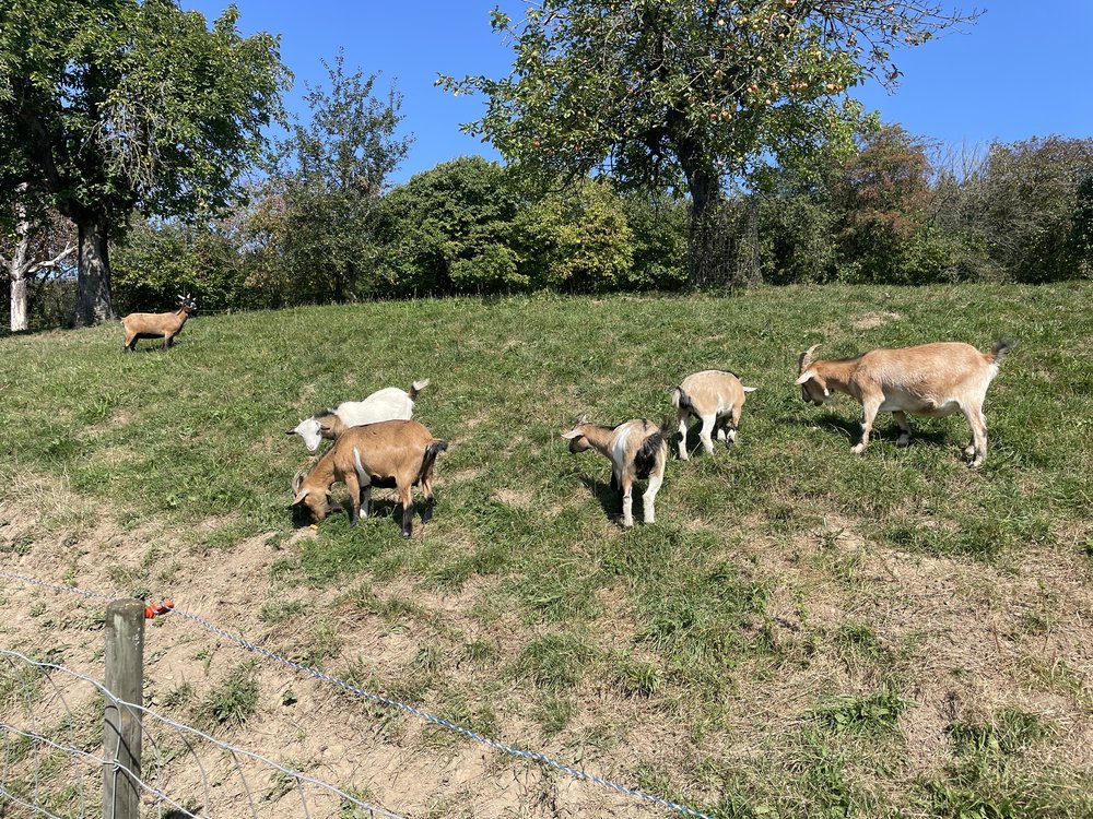 Goats in an Apple Orchard