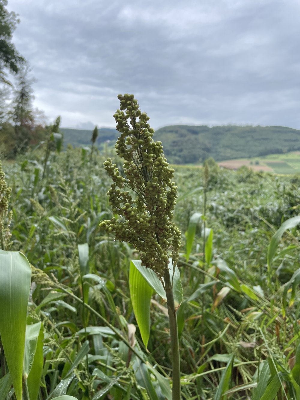 Sorghum