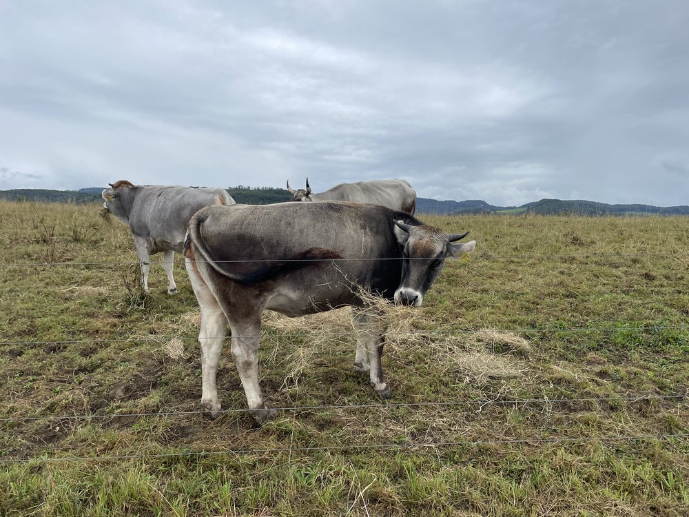 Cows on hill above Magden