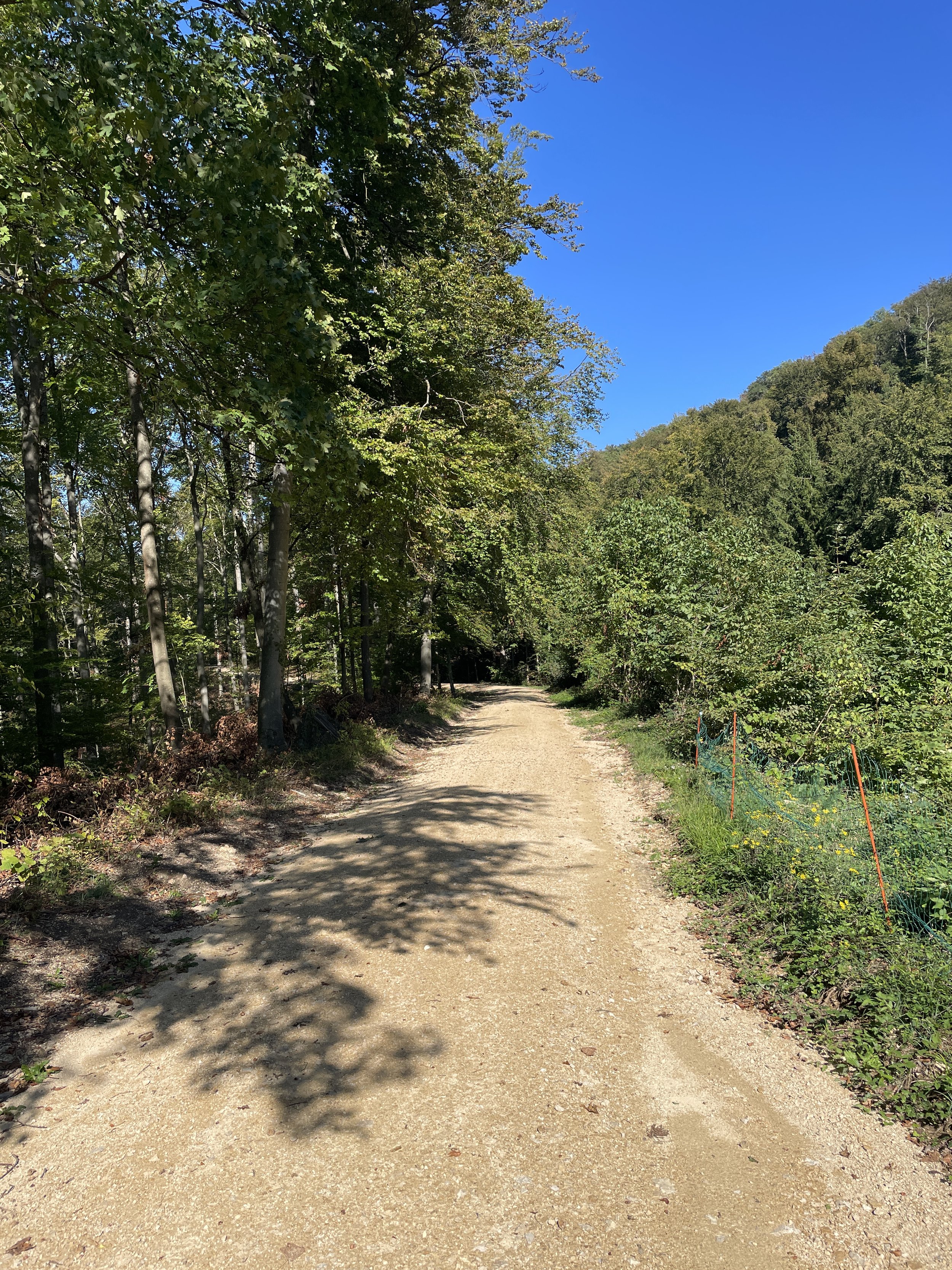 Nice path with blue skies