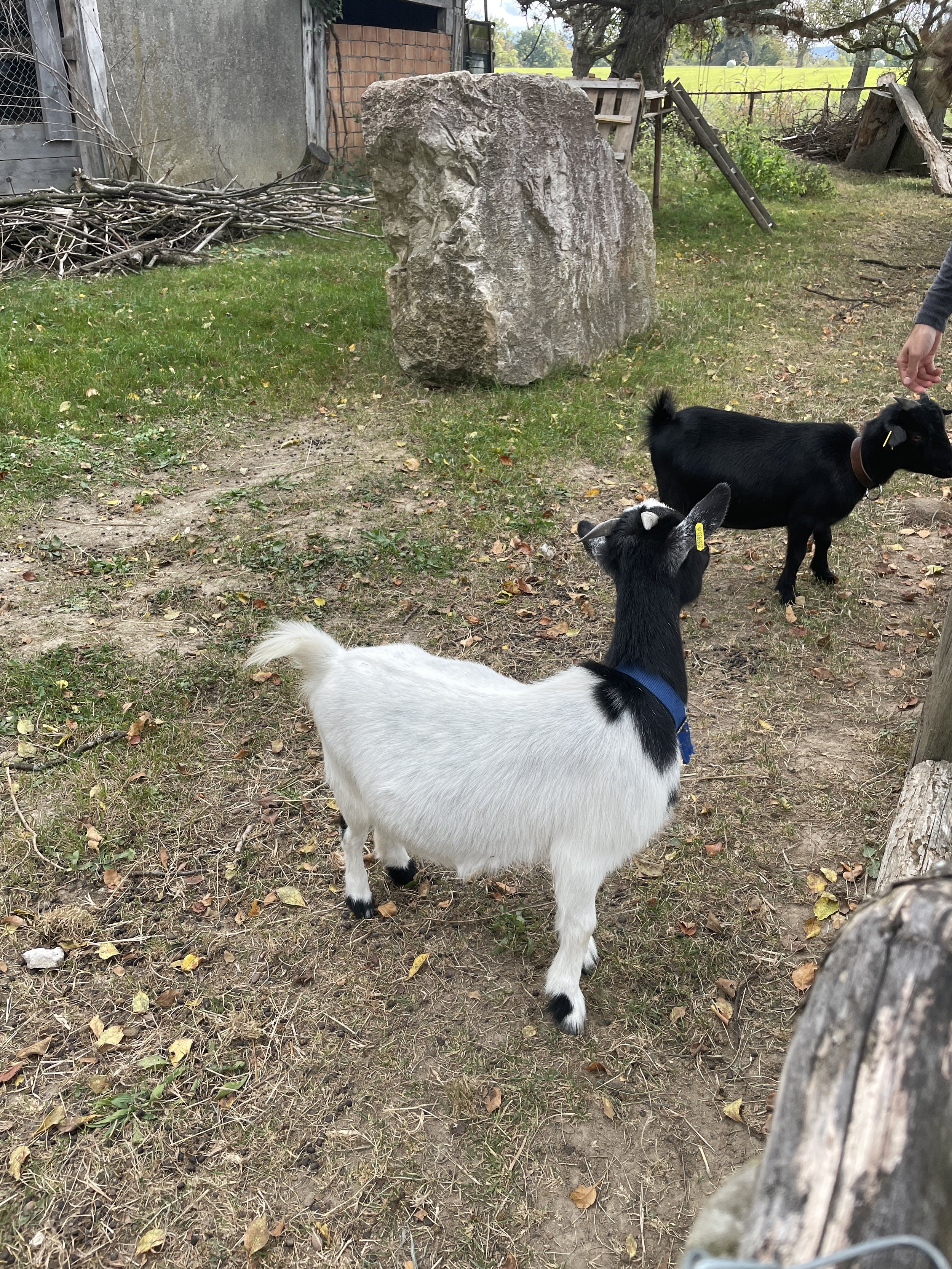 Goats at Predigerhof