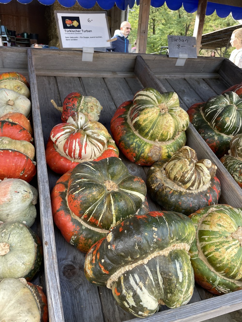 Turkish Turban Pumpkins at Mathis Hof