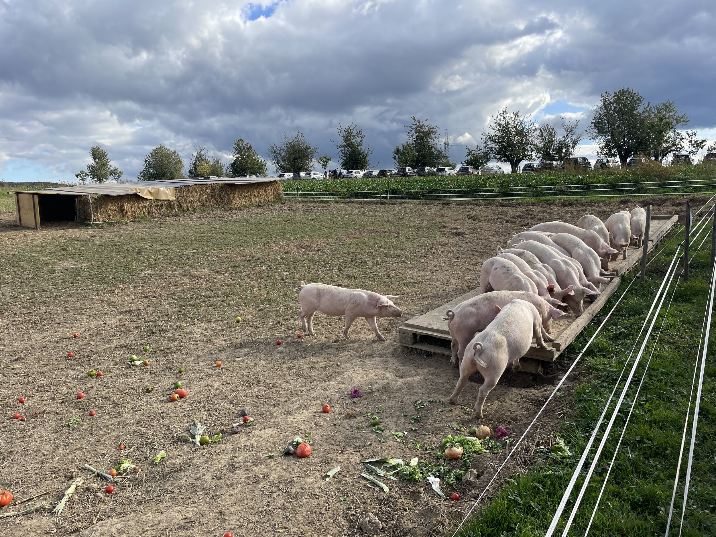 Pigs at Mathis Hof