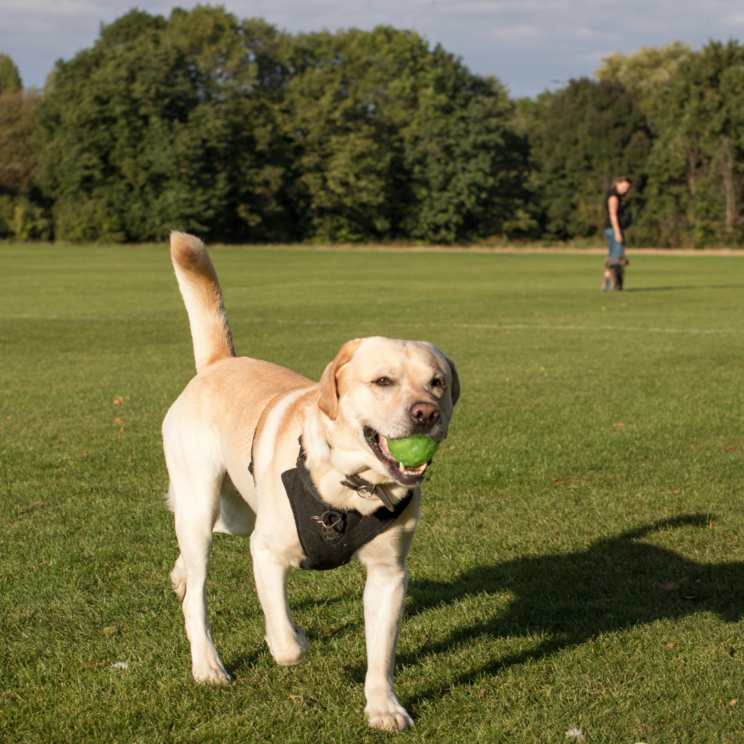 Dog-Friendly Northfield: Bring Your Best Friend(s) Along