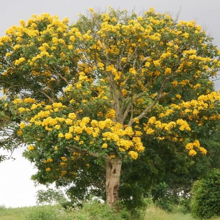 Thanks to you guys, I planted 87 trees this morning! 🌳 
Did you know I plant a tree for every order I get in the web shop? I use the platform @treenation, and the trees I sponsored this morning were for the project Save the Aberdare Forest, in Kenya