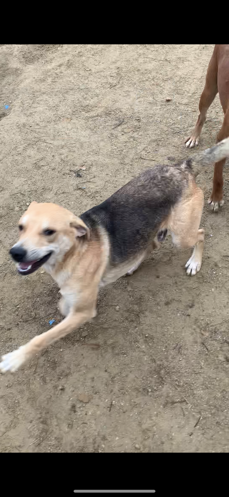 Adoptable Dogs — LARAS House Shelter