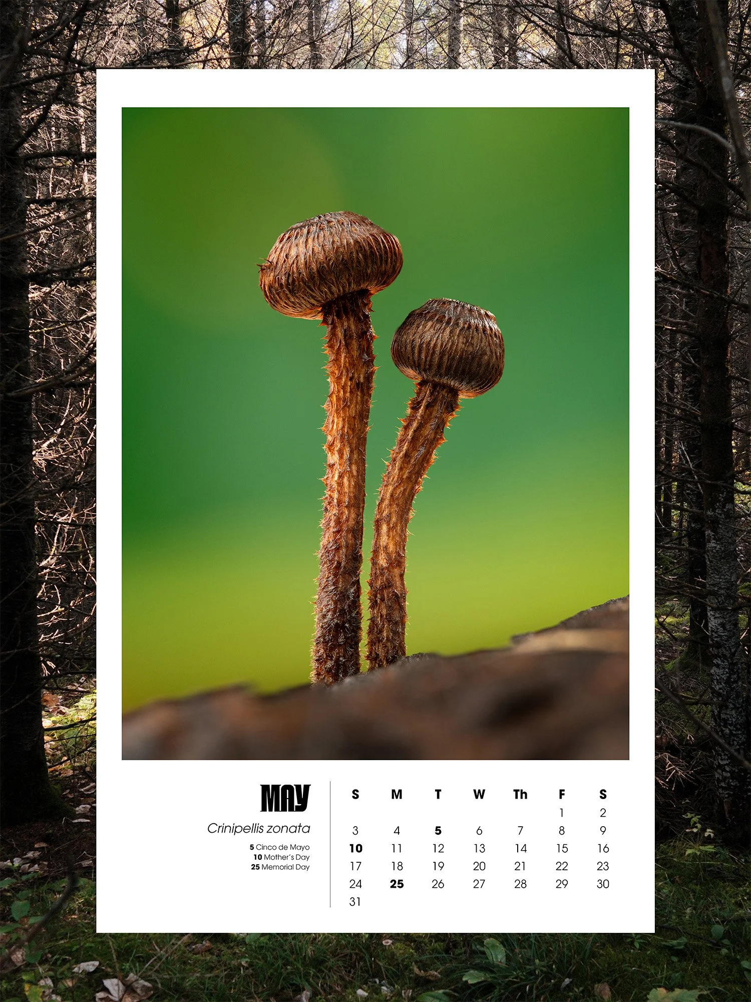 May.jpg