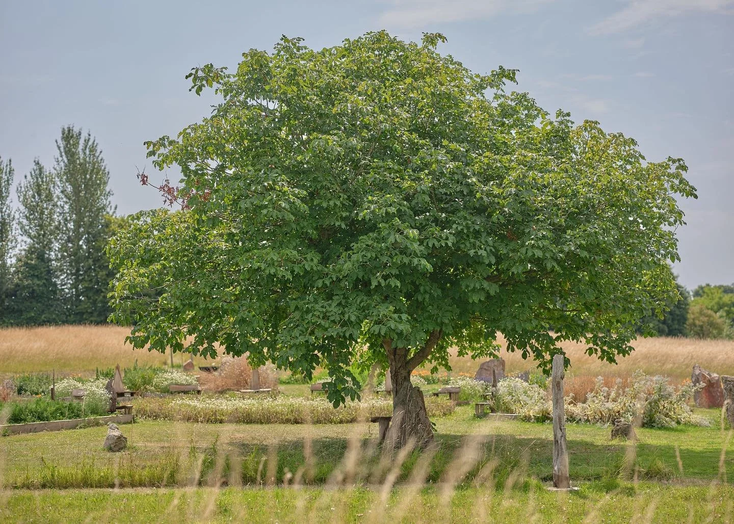 Glastonbury retreat Apothecary Gardens A large tree with lush green leaves in a grassy field on a partly cloudy day, with additional trees and a fence in the background.