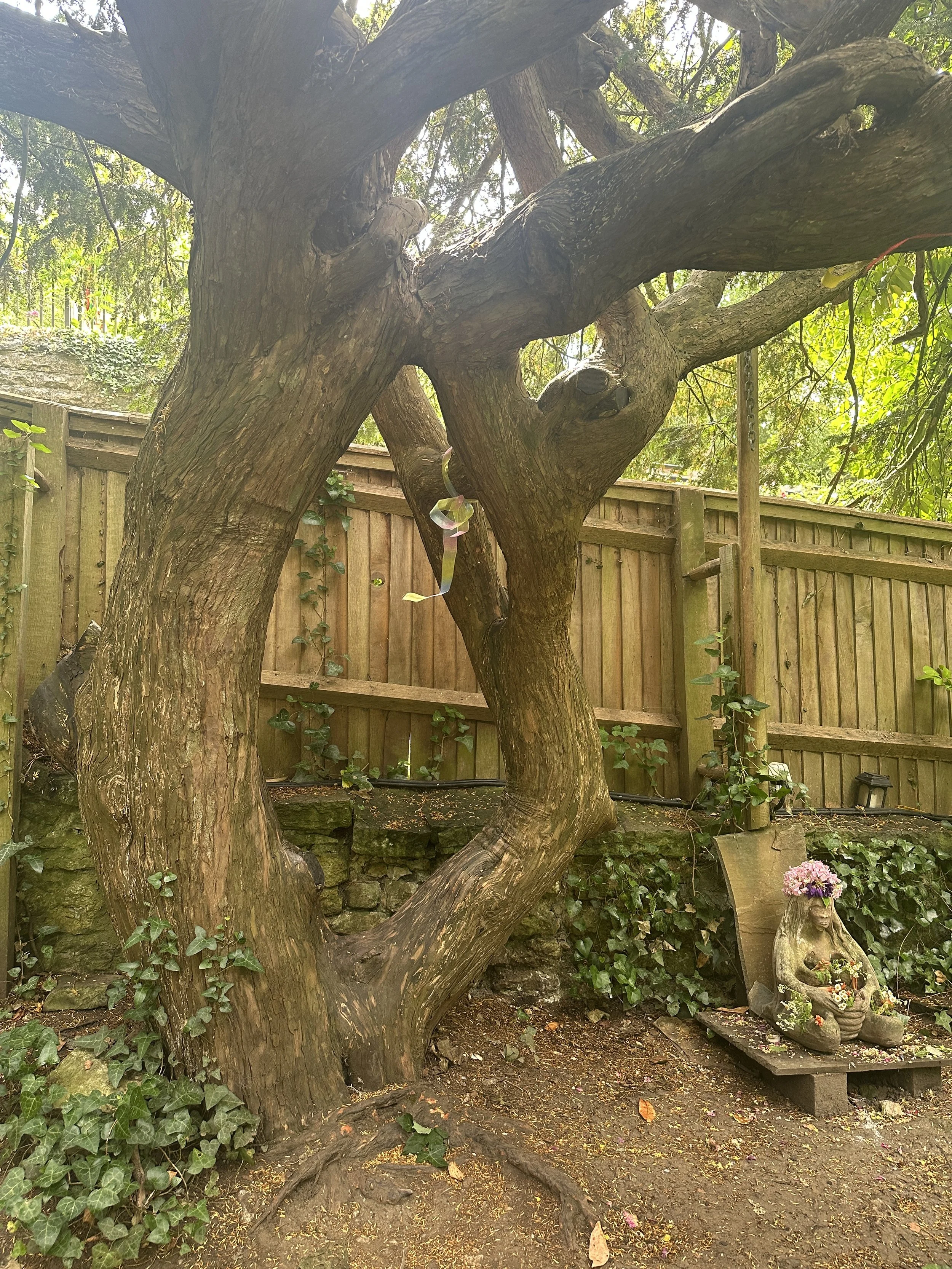 Glastonbury retreat Chalice Well. A large, twisting tree with thick branches in a garden, with a wooden fence in the background. There is a decorative garden sculpture of a seated figure with flowers on its head in front of the fence.