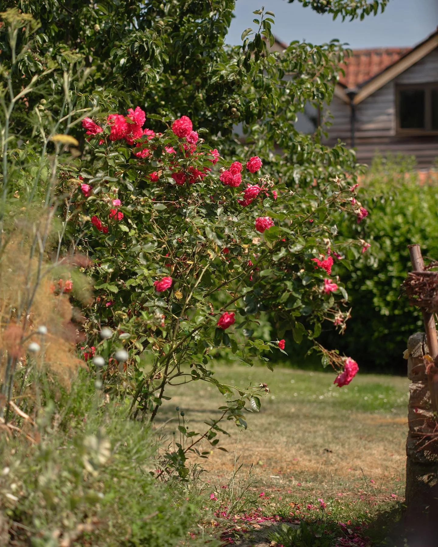 Glastonbury retreat Apothecary Gardens A garden scene with a bush of pink roses, some fallen petals on the ground, and a wooden house with a sloped roof in the background.