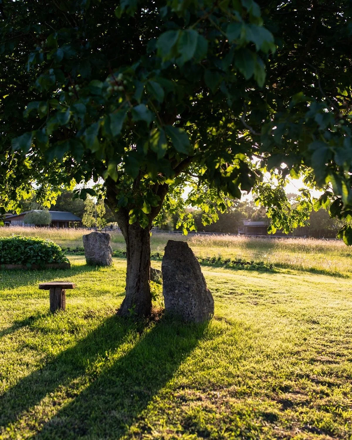 Glastonbury retreat Apothecary Gardens A tree with large green leaves casting shadows on a grassy field. There are rocks and a small wooden stool nearby, with a barn or house in the background during sunset.