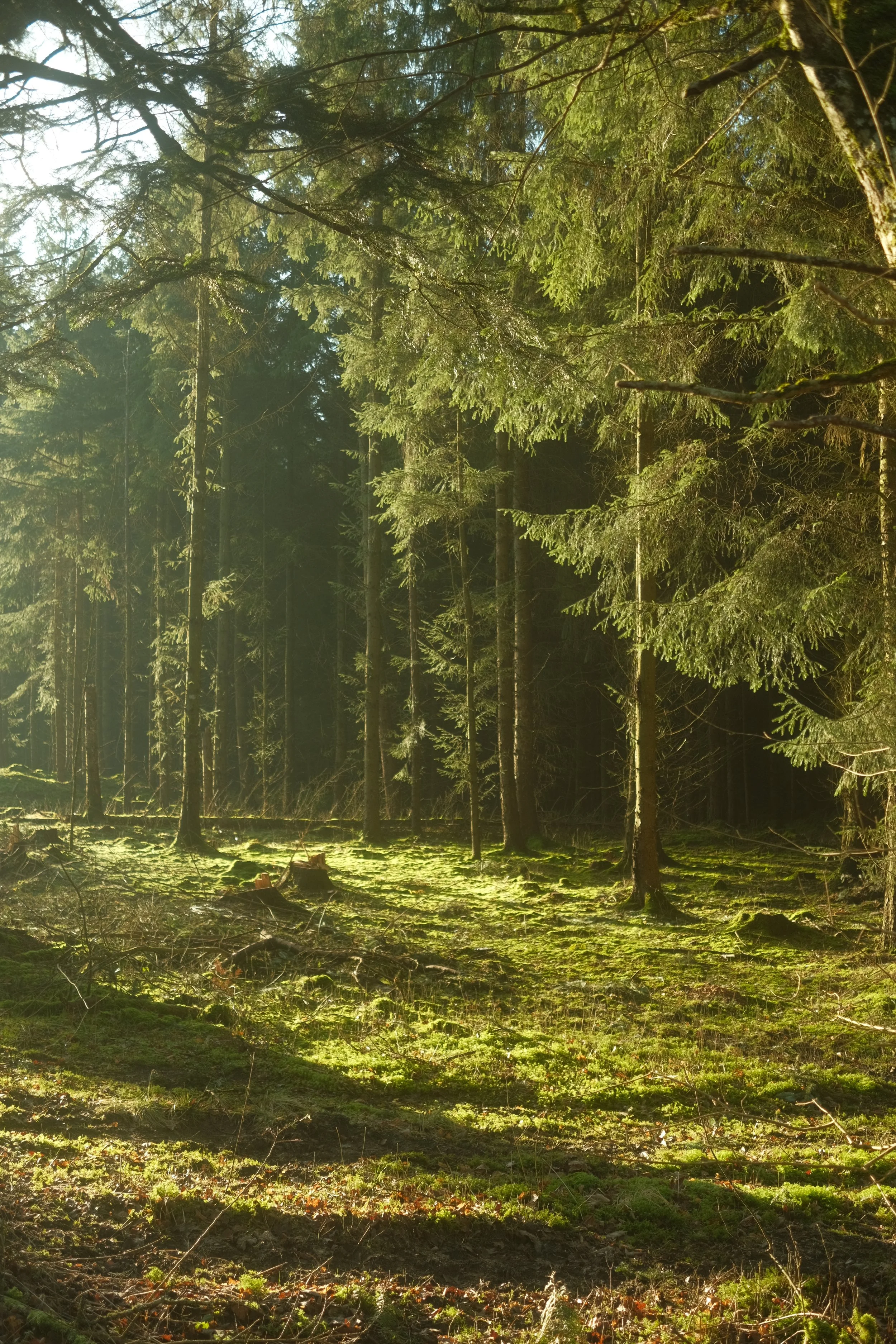 A forest scene with tall trees, sunlight filtering through the branches, and a moss-covered forest floor.