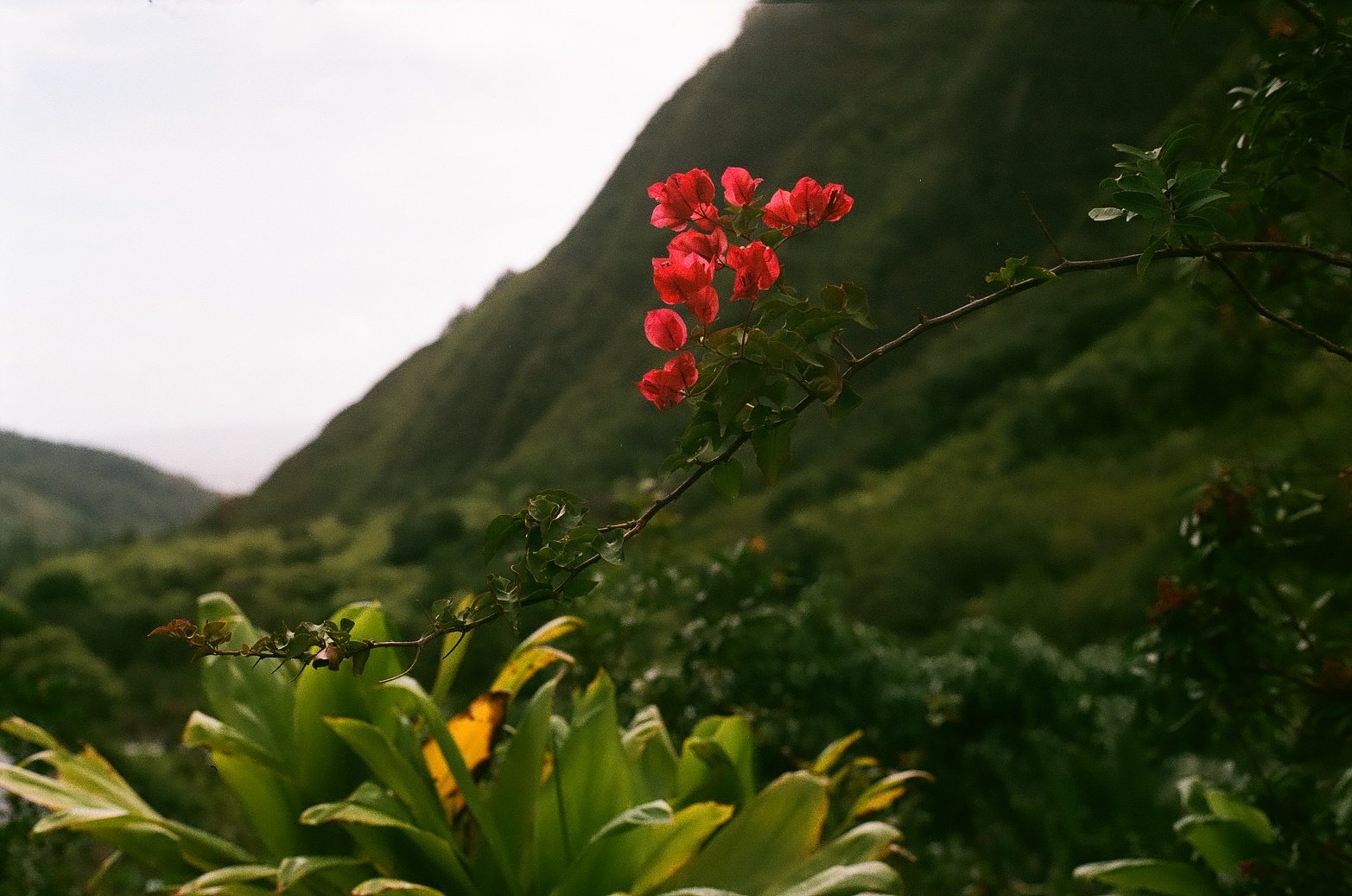  Maui, Hawaii. 2021. 