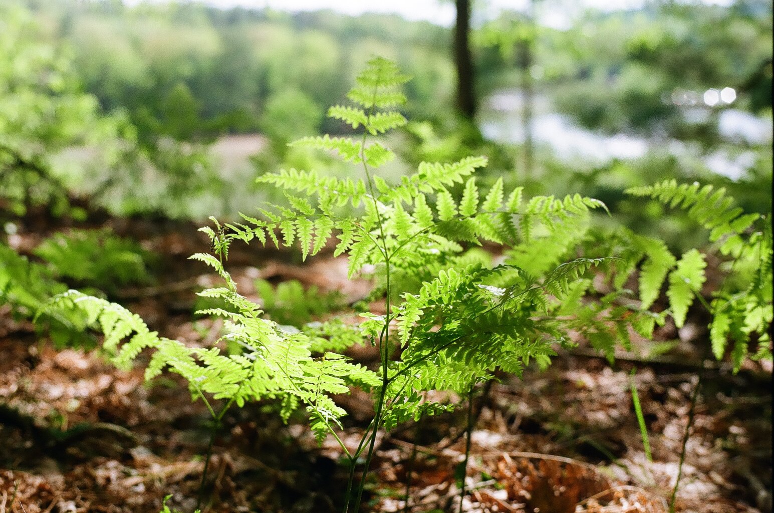  Manistee River Trail, Michigan. 2020. 