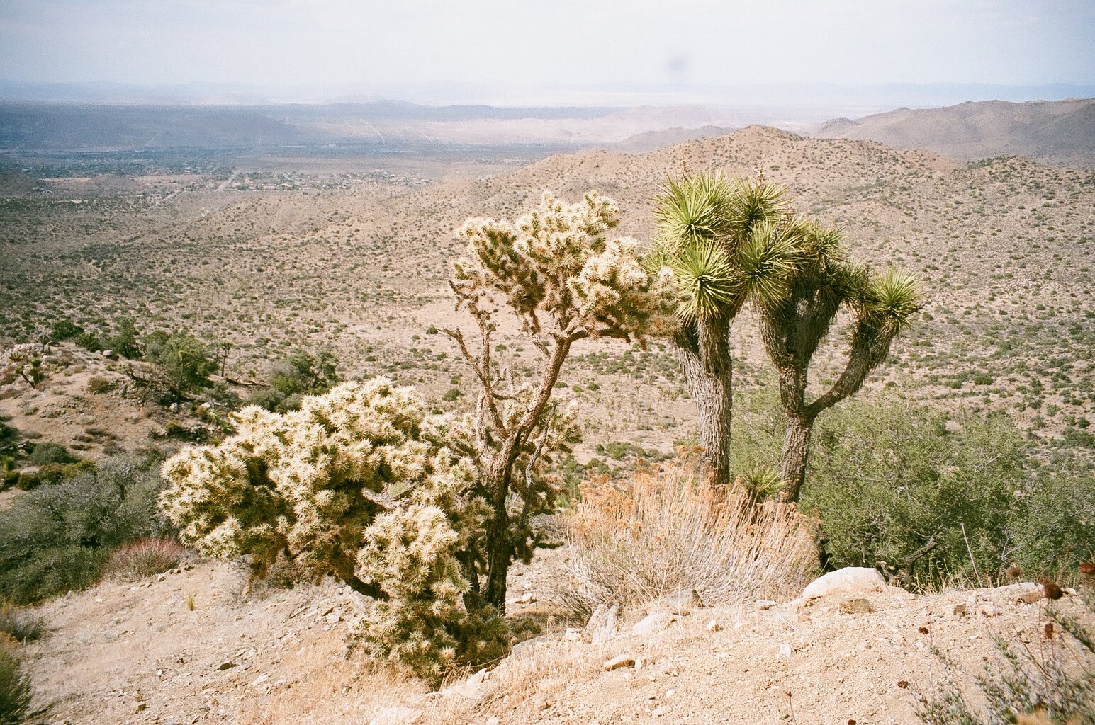  Joshua Tree, National Park. 2021. 