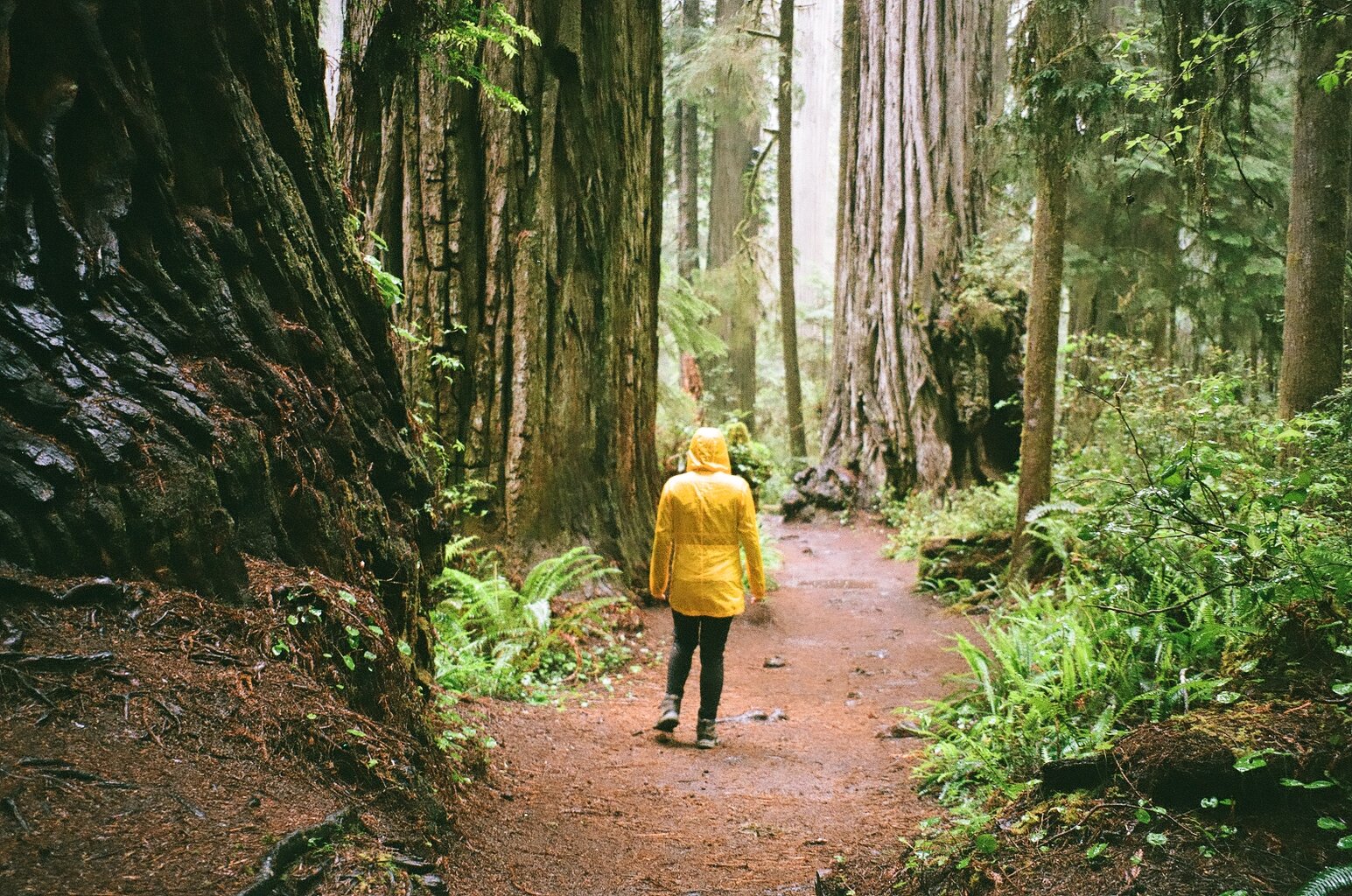  Redwood National Park, California. 2021. 