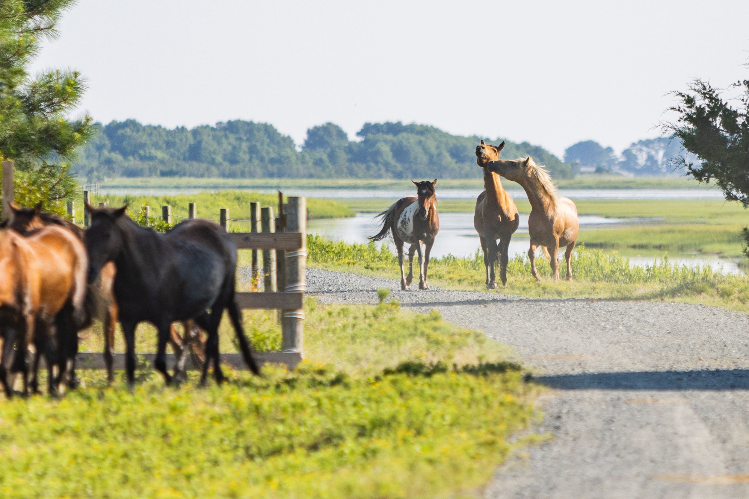  Ponies are rounded up by the Saltwater Cowboys at the Northern Corral, on the north end of Assateague Island, Virginia on Sunday, July 23, 2023, in preparation for the 98th annual Chincoteague Pony Swim. The Northern Herd is the largest herd, with a